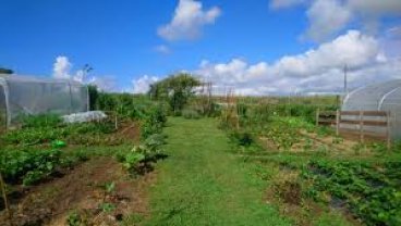 Location : jardin potager Location : jardin potager